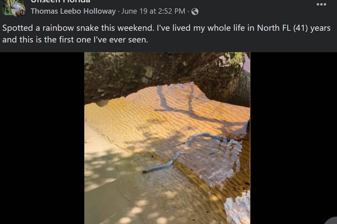 Colorful creature makes rare appearance in a Florida creek. ‘An absolute unicorn’