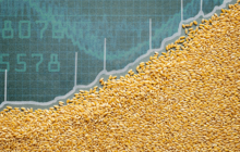 Is the Sustainable Grain Market Worth It?