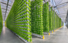 Vertical farms in Texas disrupt supply chains of fresh produce