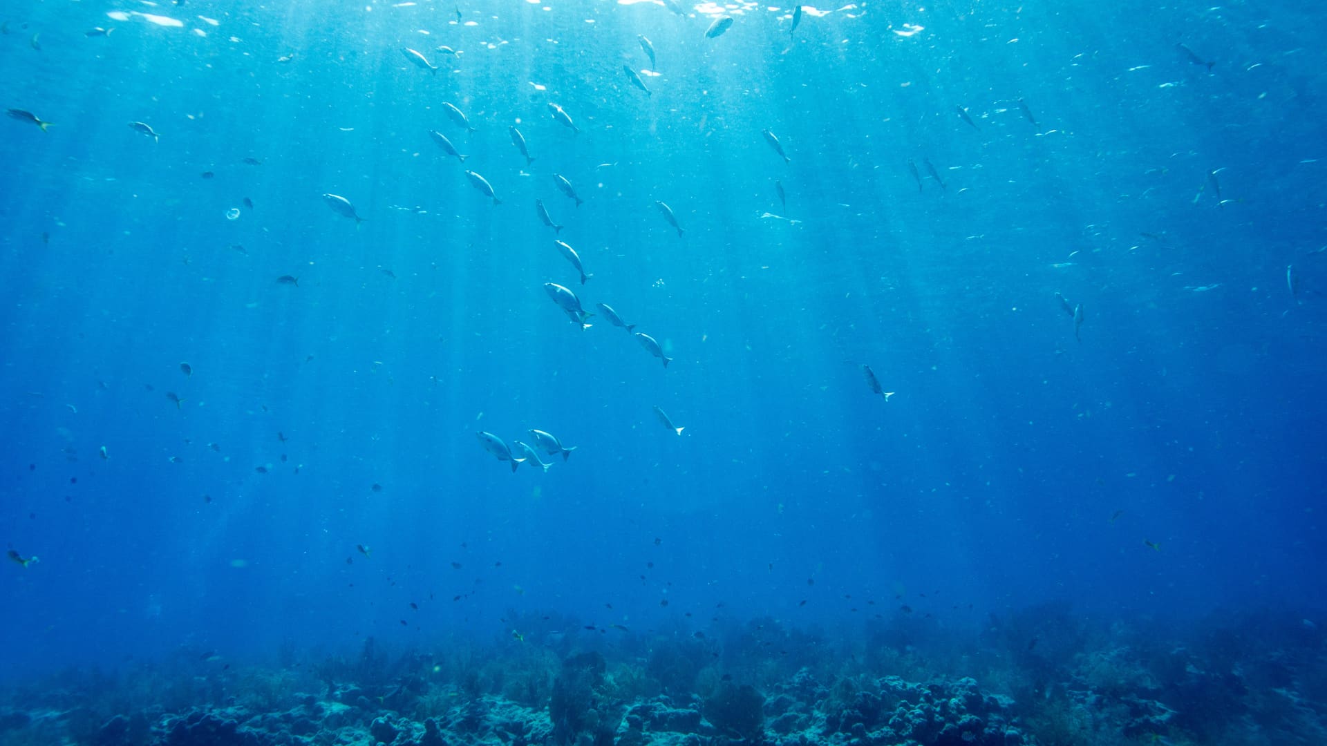 This startup is helping the ocean absorb more harmful carbon emissions