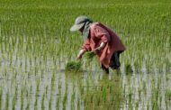 Rice markets could face further turmoil as Thailand urges farmers to plant less rice