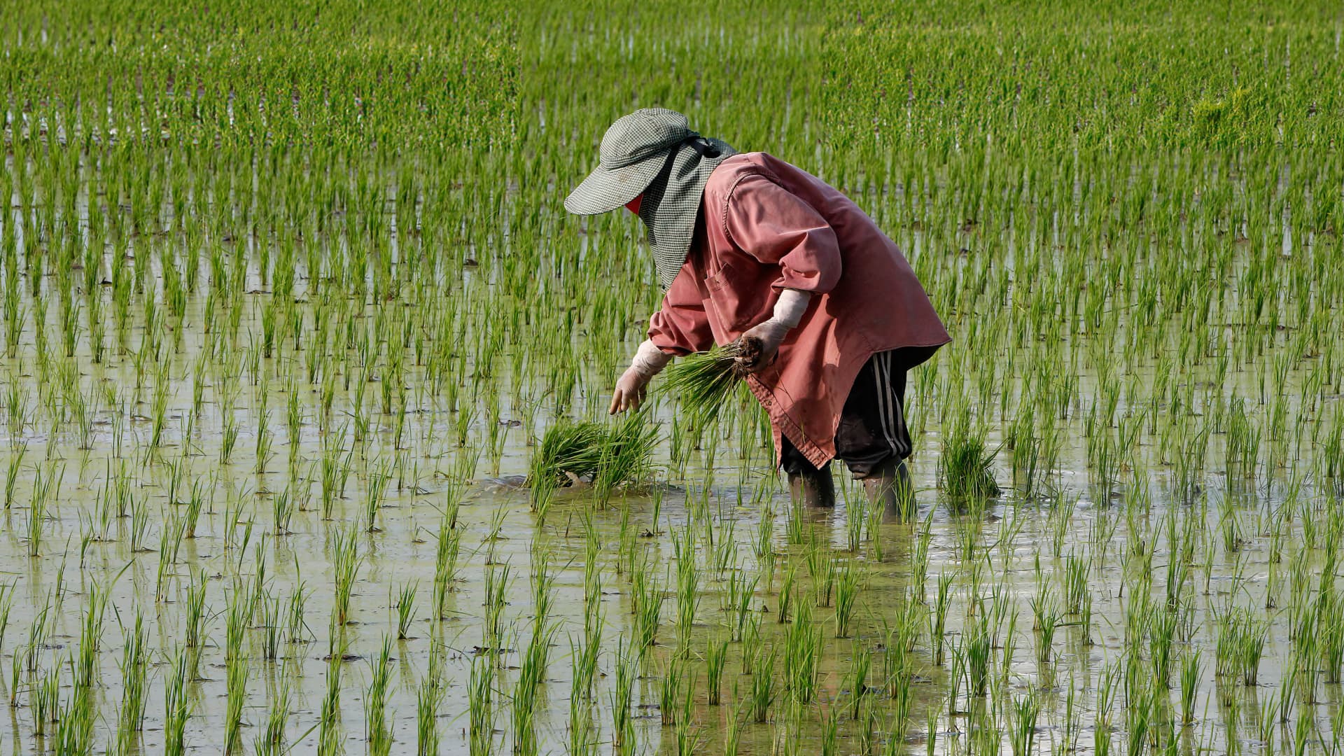 Rice markets could face further turmoil as Thailand urges farmers to plant less rice