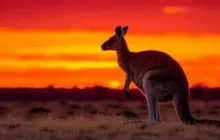 South Australia Hits Major Solar Milestone