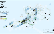 BAT WEEK: Protecting Bats During the Clean Energy Transition