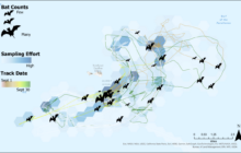 BAT WEEK: Protecting Bats During the Clean Energy Transition