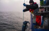 Innovative fish eDNA project to revolutionise environmental survey work at offshore wind farms