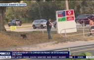 Bystanders fight Florida man accused of whipping dog with chain Deltona outside gas station