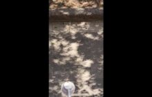 Solar Eclipse Creates Mini Moon Shadows on Ground in Mexico City