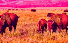 A Single Herd of Bison Can Help Capture CO2 From Over 40,000 Cars, Scientists Find