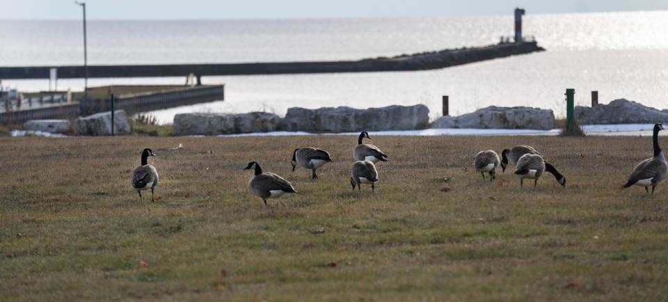 Geese gather at the site of Thermo Fisher Scientific’s since demolished plant in Two Rivers.