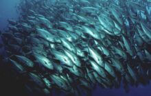 Does US Climate Policy Have a Herring Problem?