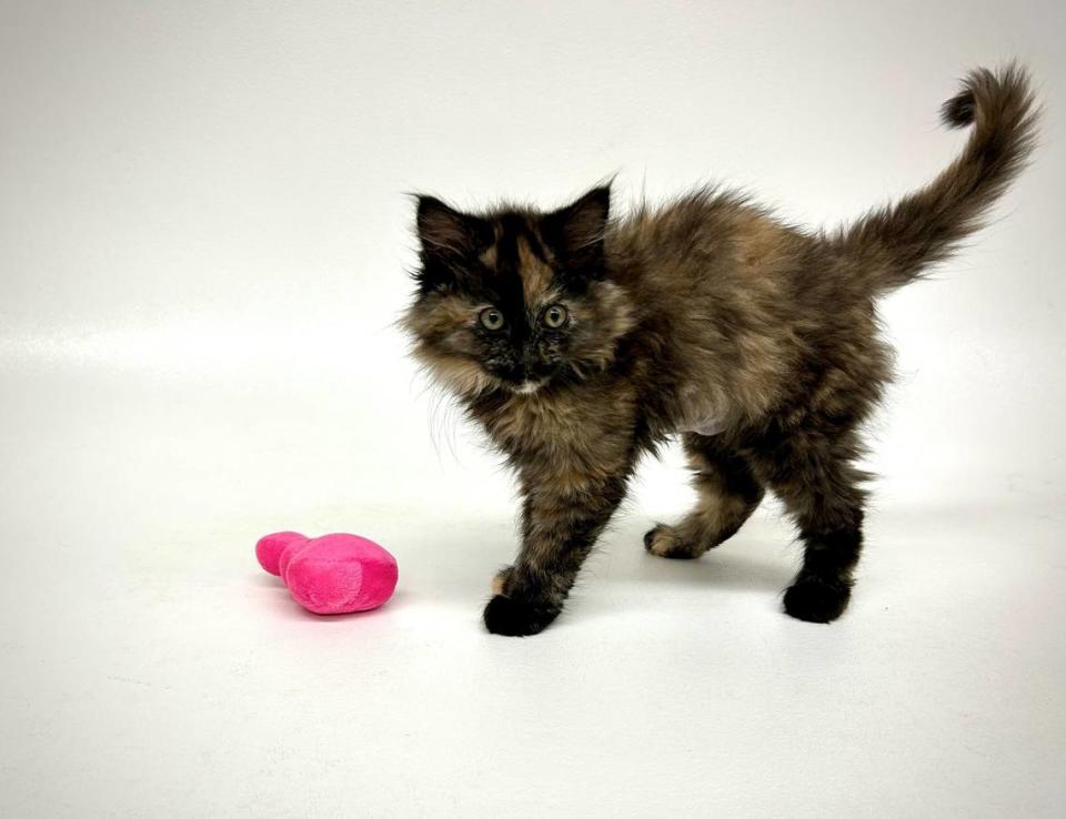 ‘A unicorn’ of a cat discovered at Oregon shelter. Find out why the kitten is so rare