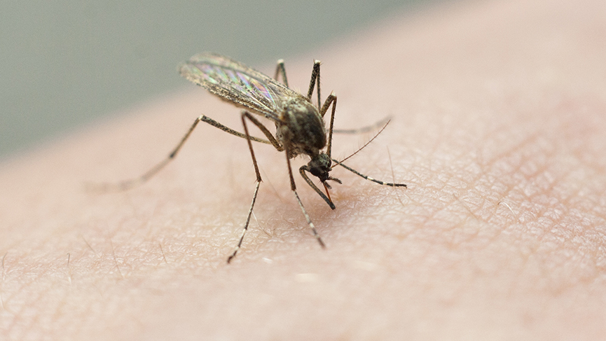 Health district reports highest level of mosquito activity ever in Las Vegas valley; 16 zip codes test positive for West Nile virus