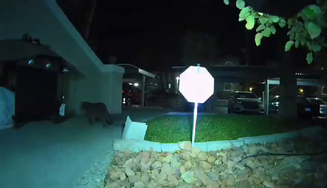 Mountain lion sighting puts Las Vegas valley community on edge