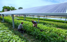 Agricultural Solar Grants and Loans.