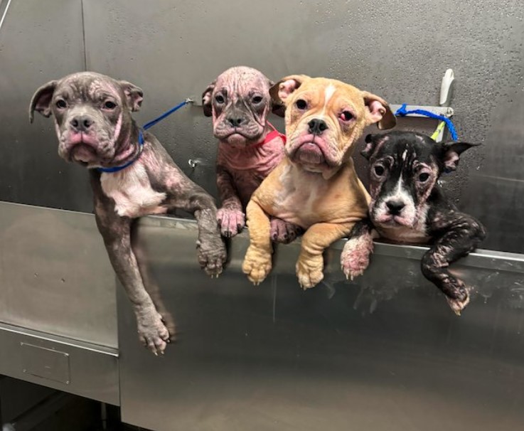 Las Vegas shelter seeks foster families for puppies abandoned on sidewalk