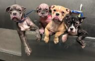 Las Vegas shelter seeks foster families for puppies abandoned on sidewalk