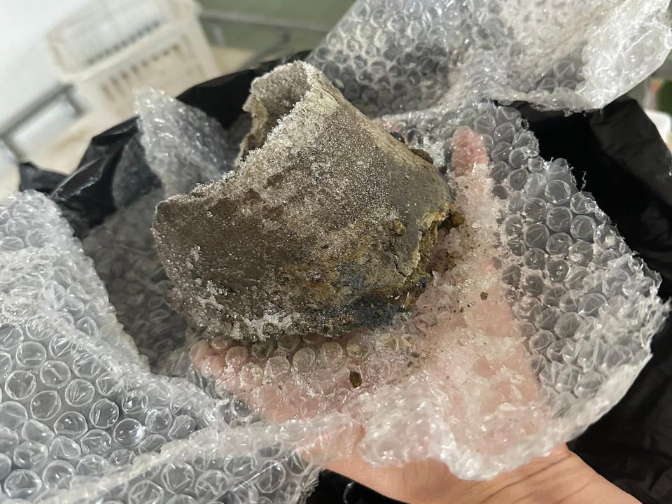 ancient frozen hoof slightly crumbling on the edge sits in bubble wrap in a person's hand