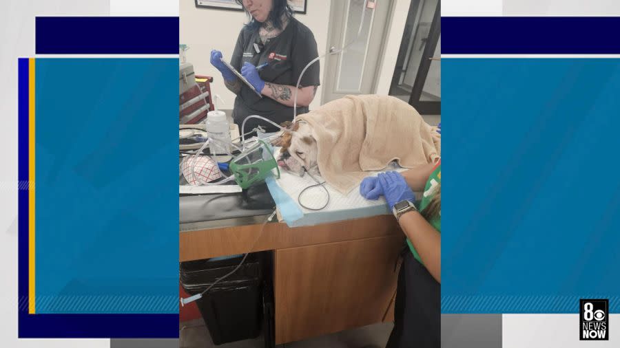 Reba the dog receiving treatment after she was found inside a taped up plastic tote during 110 degree weather in Las Vegas. (Vegas Pet Rescue Project)