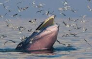 Endangered Species Act decision roils Gulf of Mexico O&G