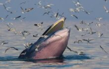 Endangered Species Act decision roils Gulf of Mexico O&G