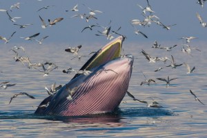 Endangered Species Act decision roils Gulf of Mexico O&G