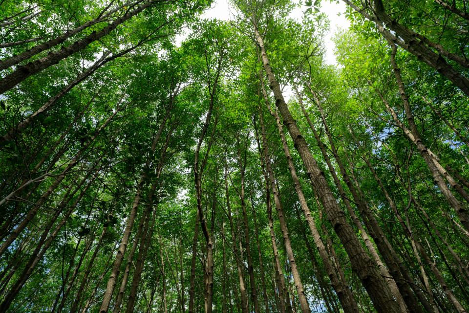 Bottom-up view green mangrove treetops. Natural carbon sink in fight against climate change and promoting sustainability in carbon-neutral ecosystems.