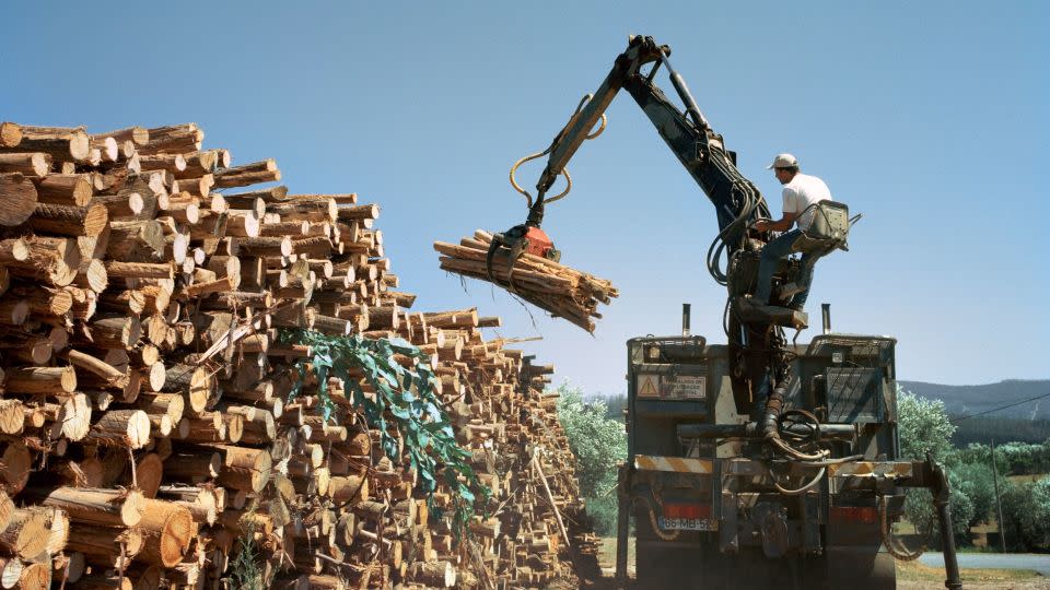 The eucalyptus tree was introduced in Portugal in the early 19th century, but plantations expanded during a timber and paper boom in the mid-1900s. - Juan Manuel Castro Prieto/Agence Vu/Redux