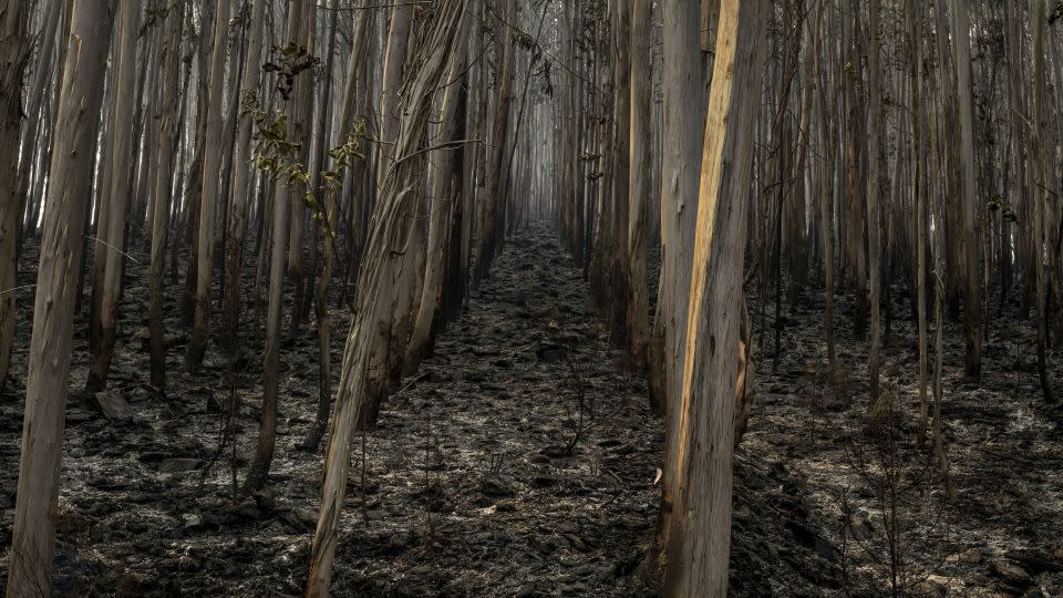 Burned out trees near the city of Agueda on September 19. - Brais Lorenzo/Bloomberg/Getty Images