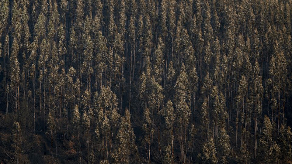 Burned out trees in a forest near the city of Agueda on September 19. - Brais Lorenzo/Bloomberg/Getty Images