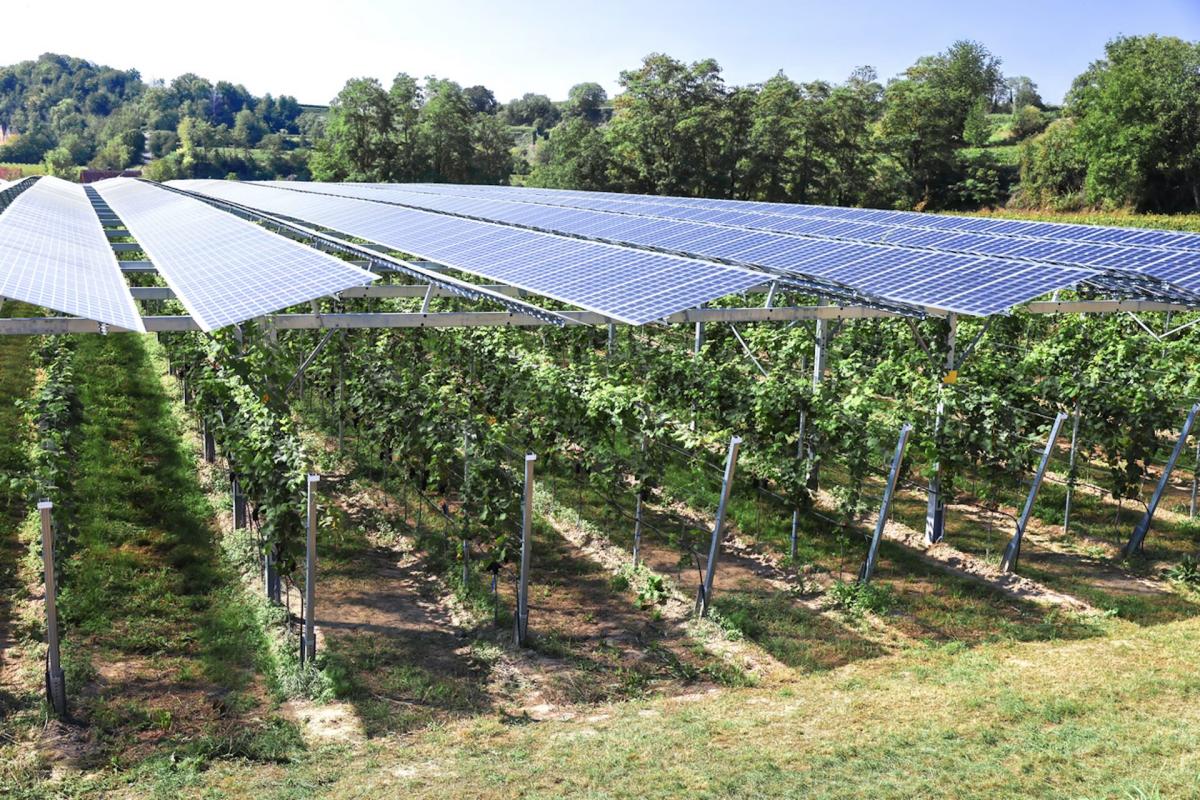 Experts uncover stunning side effects of solar farms: 'Introducing structural complexity into the environment'