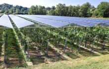 Experts uncover stunning side effects of solar farms: 'Introducing structural complexity into the environment'