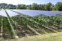 Experts uncover stunning side effects of solar farms: 'Introducing structural complexity into the environment'