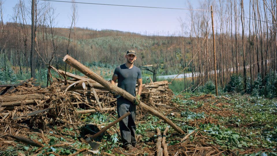 Eucalyptus trees in forests and plantations take up nearly a tenth of Portugal's land. - Juan Manuel Castro Prieto/Agence Vu/Redux