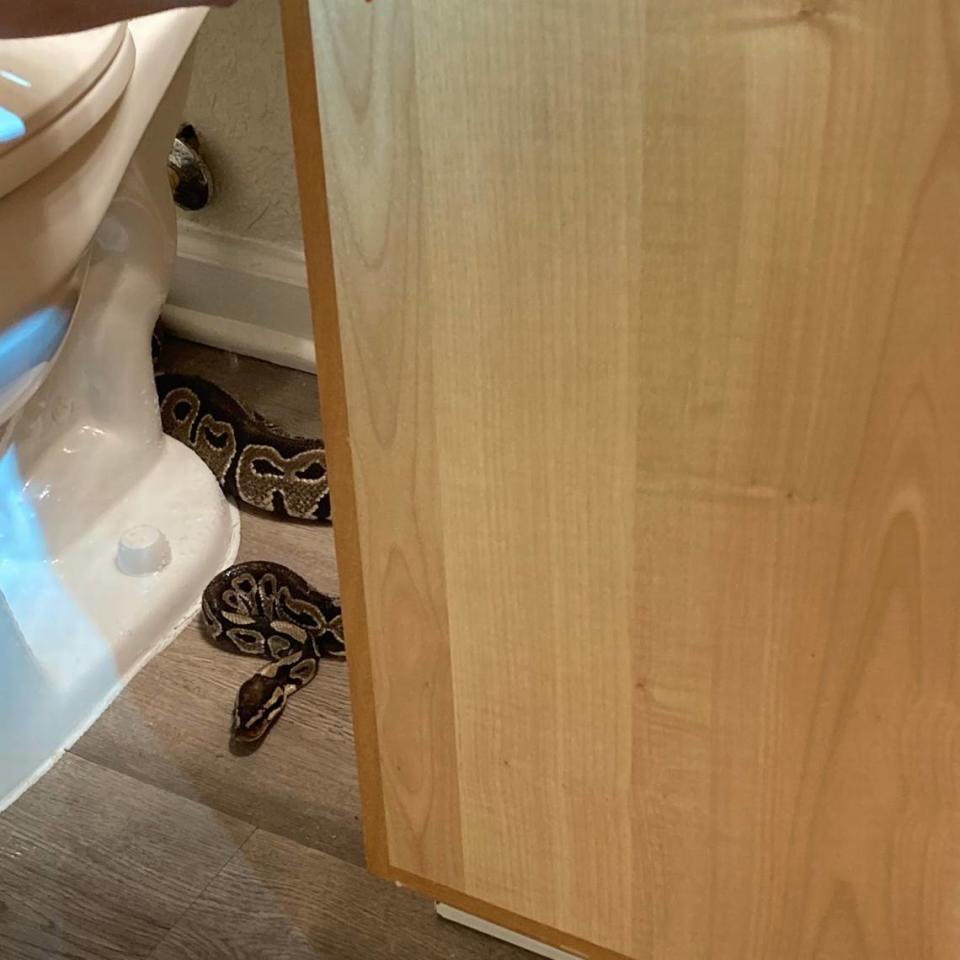 A ball python was found in the bathroom of an apartment in Columbia, according to the Richland County Sheriff’s Department.