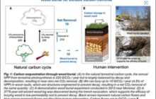 Long-Term Sequestration of Woody Biomass