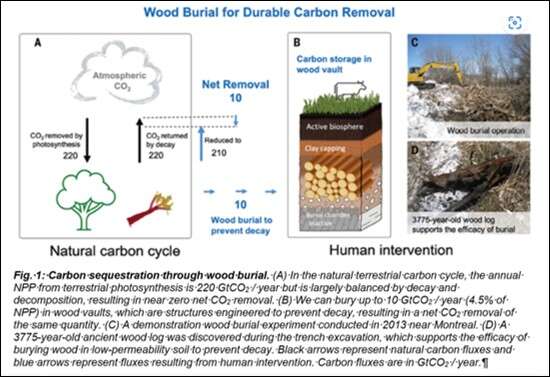 Long-Term Sequestration of Woody Biomass