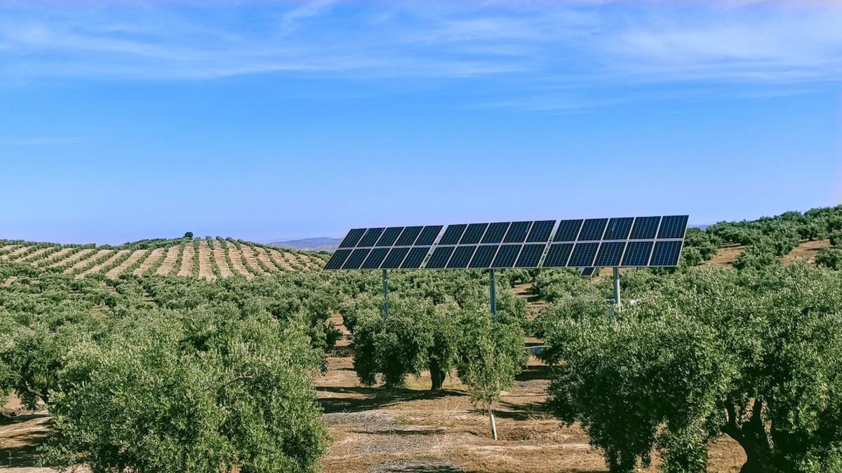 Researchers make stunning discovery while testing crops grown under solar panels — here's how it could change how we grow food