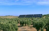 Researchers make stunning discovery while testing crops grown under solar panels — here's how it could change how we grow food