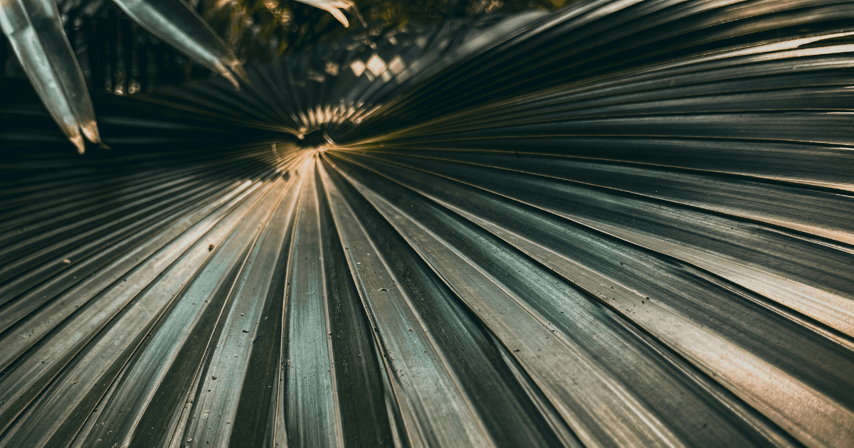 A close up image of a dead palm tree.