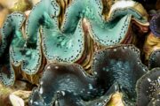 Are Giant Clams the Key to Optimized Solar Energy Storage in 2025?