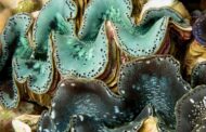 Are Giant Clams the Key to Optimized Solar Energy Storage in 2025?