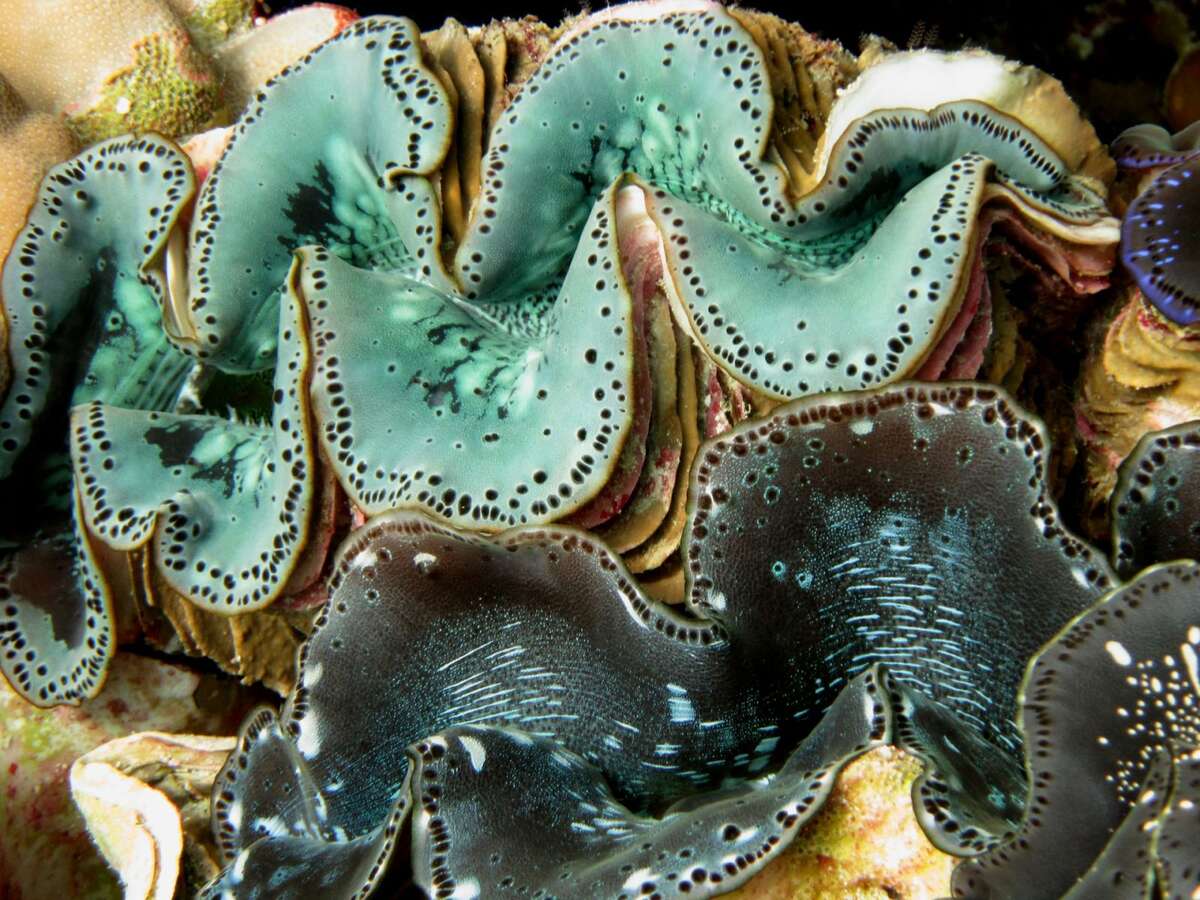 Are Giant Clams the Key to Optimized Solar Energy Storage in 2025?