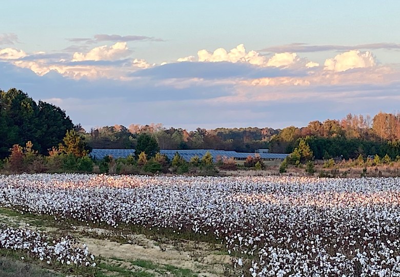 A cotton field with a solar array in the background, buffered by trees.