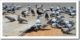 pigeons eating popcorn