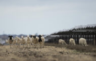 Solar farms are booming in the US and putting thousands of hungry sheep to work