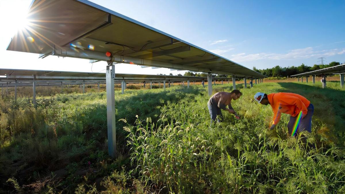 Scientists make groundbreaking discovery while studying solar farms in Minnesota: 'There's still so much work to be done'