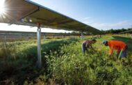 Scientists make groundbreaking discovery while studying solar farms in Minnesota: 'There's still so much work to be done'