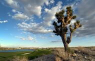 Nevada residents outraged as famed Joshua trees are bulldozed to make way for solar farm