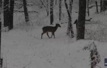 Female Deer Duke It Out in Dramatic Battle in Snowy Woods